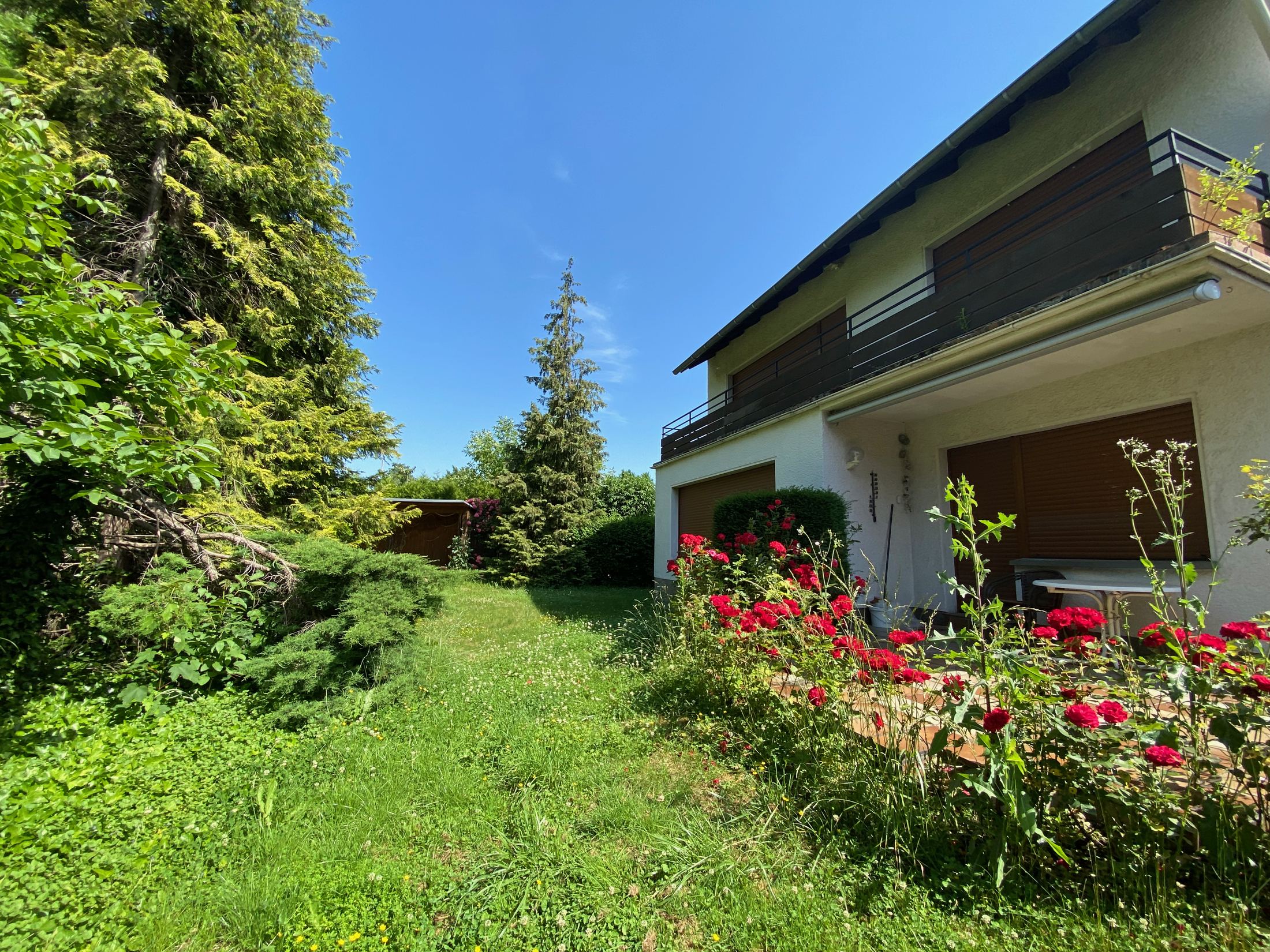 Garten im Juni mit Rosenbeet, Rasen und alten Nadelbäumen, rechts das Haus mit Balkon